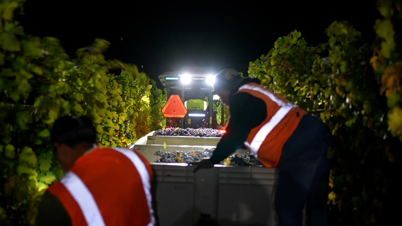 Constellation harvest at night